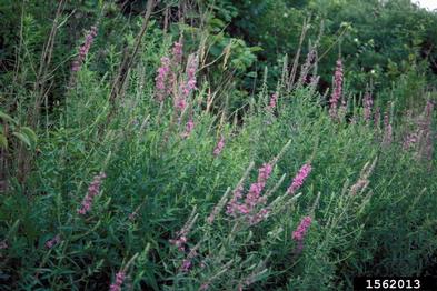 purple loosestrife, Lythrum salicaria  (Myrtales: Lythraceae) - 1562013