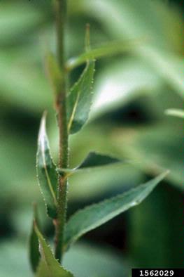 damesrocket, Hesperis matronalis  (Capparales: Brassicaceae) - 1562029