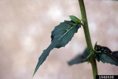 damesrocket, Hesperis matronalis  (Capparales: Brassicaceae) - 1562035