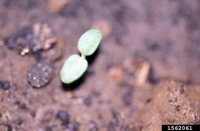 white turtlehead, Chelone glabra  (Scrophulariales: Scrophulariaceae) - 1562061