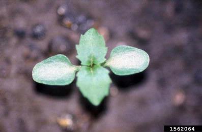white turtlehead, Chelone glabra  (Scrophulariales: Scrophulariaceae) - 1562064