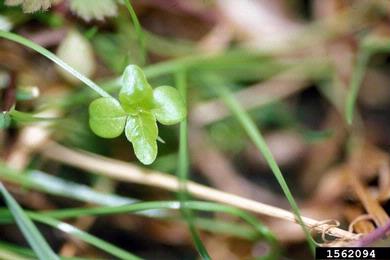 clearweed, Pilea pumila  (Urticales: Urticaceae) - 1562094