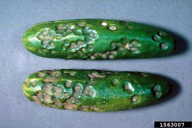 anthracnose (Colletotrichum orbiculare ) on cucumber (Cucumis sativus ) - 1563007
