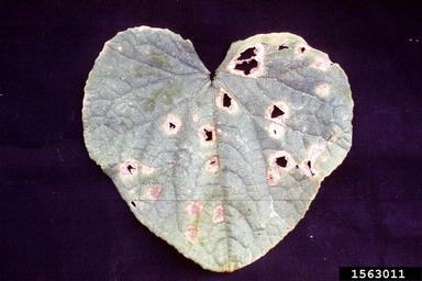 anthracnose (Colletotrichum orbiculare ) on cucumber (Cucumis sativus ) - 1563011