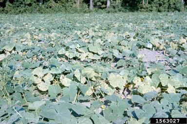 downy mildew (Pseudoperonospora cubensis ) on cucumber (Cucumis sativus ) - 1563027