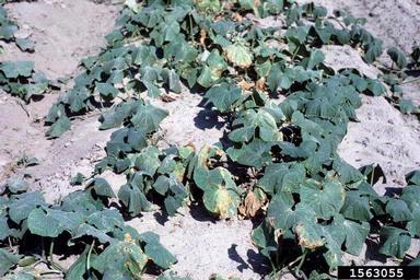 gummy stem blight (vine decline) (Didymella bryoniae ) on cucumber (Cucumis sativus ) - 1563055
