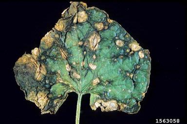gummy stem blight (vine decline) (Didymella bryoniae ) on cucumber (Cucumis sativus ) - 1563058