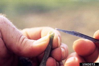 bacterial wilt (Erwinia tracheiphila ) on cucumber (Cucumis sativus ) - 1563073