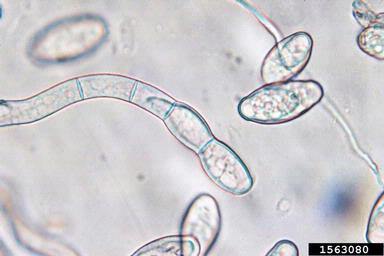 powdery mildew (Podosphaera fuliginea ) on cucumber (Cucumis sativus ) - 1563080