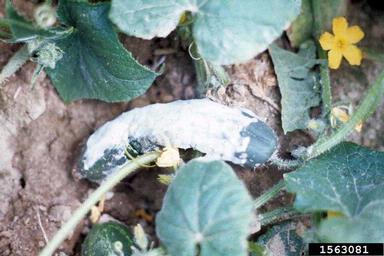Pythium diseases (Pythium spp. ) on cucumber (Cucumis sativus ) - 1563081