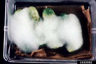 Pythium diseases (Pythium spp. ) on cucumber (Cucumis sativus ) - 1563082