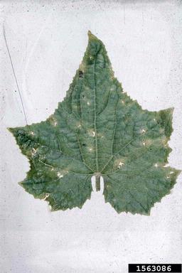 scab (Cladosporium cucumerinum ) on cucumber (Cucumis sativus ) - 1563086
