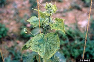Tomato Ringspot Virus (Nepovirus ToRSV ) on cucumber (Cucumis sativus ) - 1563093