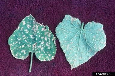 Corynespora blight (Corynespora cassiicola ) on cucumber (Cucumis sativus ) - 1563095