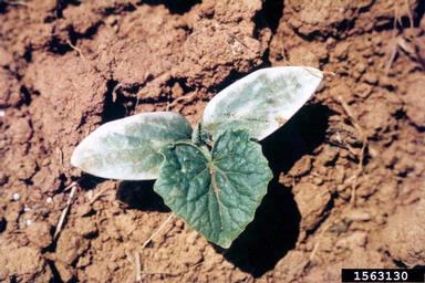 frost and winter injury (general) (  ) on cucumber (Cucumis sativus ) - 1563130