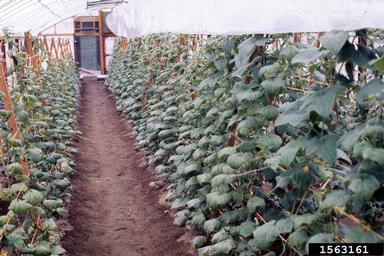 cucumber, Cucumis sativus  (Violales: Cucurbitaceae) - 1563161