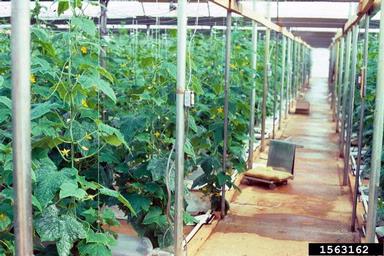 cucumber, Cucumis sativus  (Violales: Cucurbitaceae) - 1563162