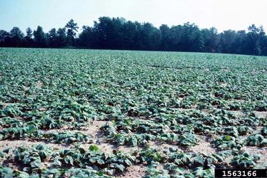 cucumber, Cucumis sativus  (Violales: Cucurbitaceae) - 1563166