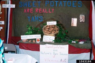 sweetpotato, Ipomoea batatas  (Solanales: Convolvulaceae) - 1563186