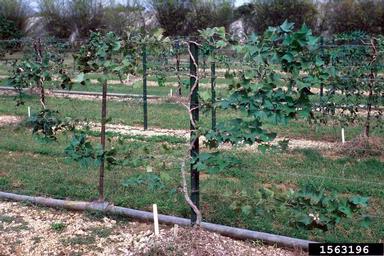 sweetpotato, Ipomoea batatas  (Solanales: Convolvulaceae) - 1563196