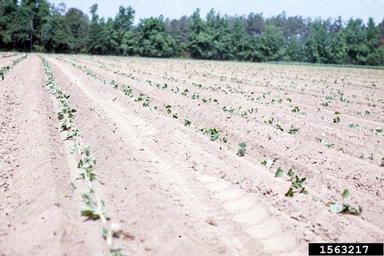 sweetpotato, Ipomoea batatas  (Solanales: Convolvulaceae) - 1563217