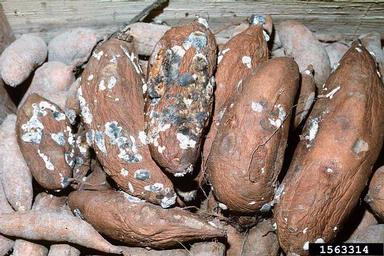 bread mold (Rhizopus stolonifer ) on sweetpotato (Ipomoea batatas ) - 1563314