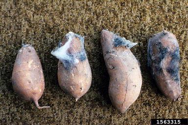 bread mold (Rhizopus stolonifer ) on sweetpotato (Ipomoea batatas ) - 1563315