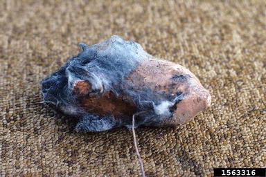 bread mold (Rhizopus stolonifer ) on sweetpotato (Ipomoea batatas ) - 1563316