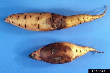 bread mold (Rhizopus stolonifer ) on sweetpotato (Ipomoea batatas ) - 1563321