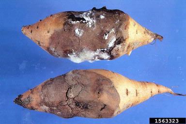 bread mold (Rhizopus stolonifer ) on sweetpotato (Ipomoea batatas ) - 1563323