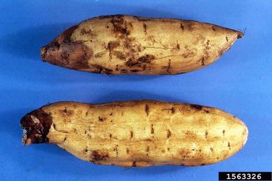 bread mold (Rhizopus stolonifer ) on sweetpotato (Ipomoea batatas ) - 1563326
