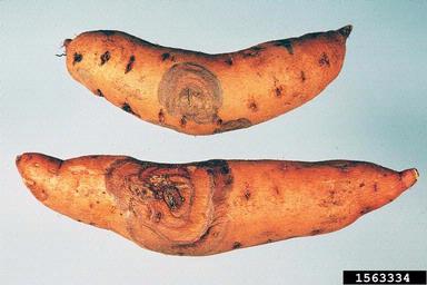 Fusarium damping-off (Fusarium solani ) on sweetpotato (Ipomoea batatas ) - 1563334