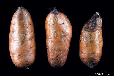 Fusarium damping-off (Fusarium solani ) on sweetpotato (Ipomoea batatas ) - 1563339