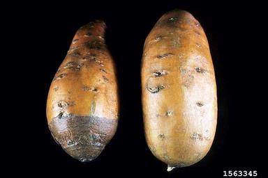 Fusarium damping-off (Fusarium solani ) on sweetpotato (Ipomoea batatas ) - 1563345