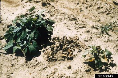 Fusarium wilt (stem rot) (Fusarium oxysporum f.sp. batatas) on sweetpotato (Ipomoea batatas ) - 1563347