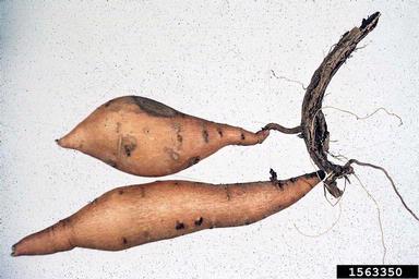 Fusarium wilt (stem rot) (Fusarium oxysporum f.sp. batatas) on sweetpotato (Ipomoea batatas ) - 1563350