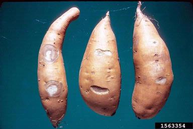 Fusarium root rot and wilt (Fusarium oxysporum ) on sweetpotato (Ipomoea batatas ) - 1563354