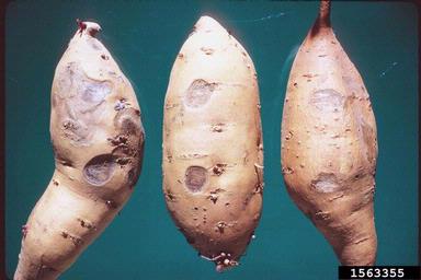 Fusarium root rot and wilt (Fusarium oxysporum ) on sweetpotato (Ipomoea batatas ) - 1563355