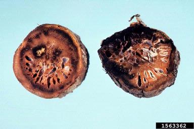 Fusarium damping-off (Fusarium solani ) on sweetpotato (Ipomoea batatas ) - 1563362