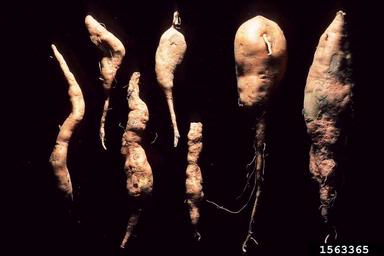 foot rot (Plenodomus destruens ) on sweetpotato (Ipomoea batatas ) - 1563365