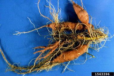 Fusarium damping-off (Fusarium solani ) on sweetpotato (Ipomoea batatas ) - 1563396