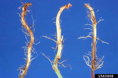 scurf (Monilochaetes infuscans ) on sweetpotato (Ipomoea batatas ) - 1563408