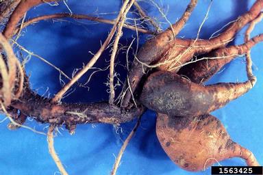 scurf (Monilochaetes infuscans ) on sweetpotato (Ipomoea batatas ) - 1563425