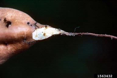 root-knot nematode (Meloidogyne spp. ) on sweetpotato (Ipomoea batatas ) - 1563432