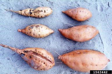 root-knot nematode (Meloidogyne spp. ) on sweetpotato (Ipomoea batatas ) - 1563442