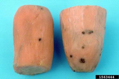 root-knot nematode (Meloidogyne spp. ) on sweetpotato (Ipomoea batatas ) - 1563444