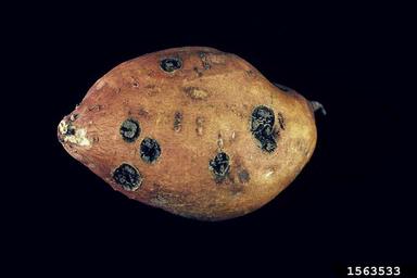 Streptomyces soil rot (pox) (Streptomyces ipomoeae ) on sweetpotato (Ipomoea batatas ) - 1563533