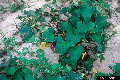 bacteria wilt and soft rot (Dickeya chrysanthemi ) on sweetpotato (Ipomoea batatas ) - 1563592