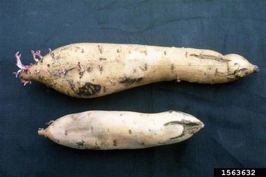 cold injury (low temperature) (  ) on sweetpotato (Ipomoea batatas ) - 1563632
