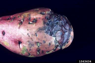 cold injury (low temperature) (  ) on sweetpotato (Ipomoea batatas ) - 1563634